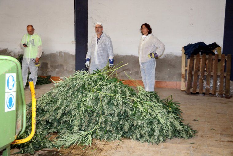 Agents supervisant l'esmicolament de la marihuana.