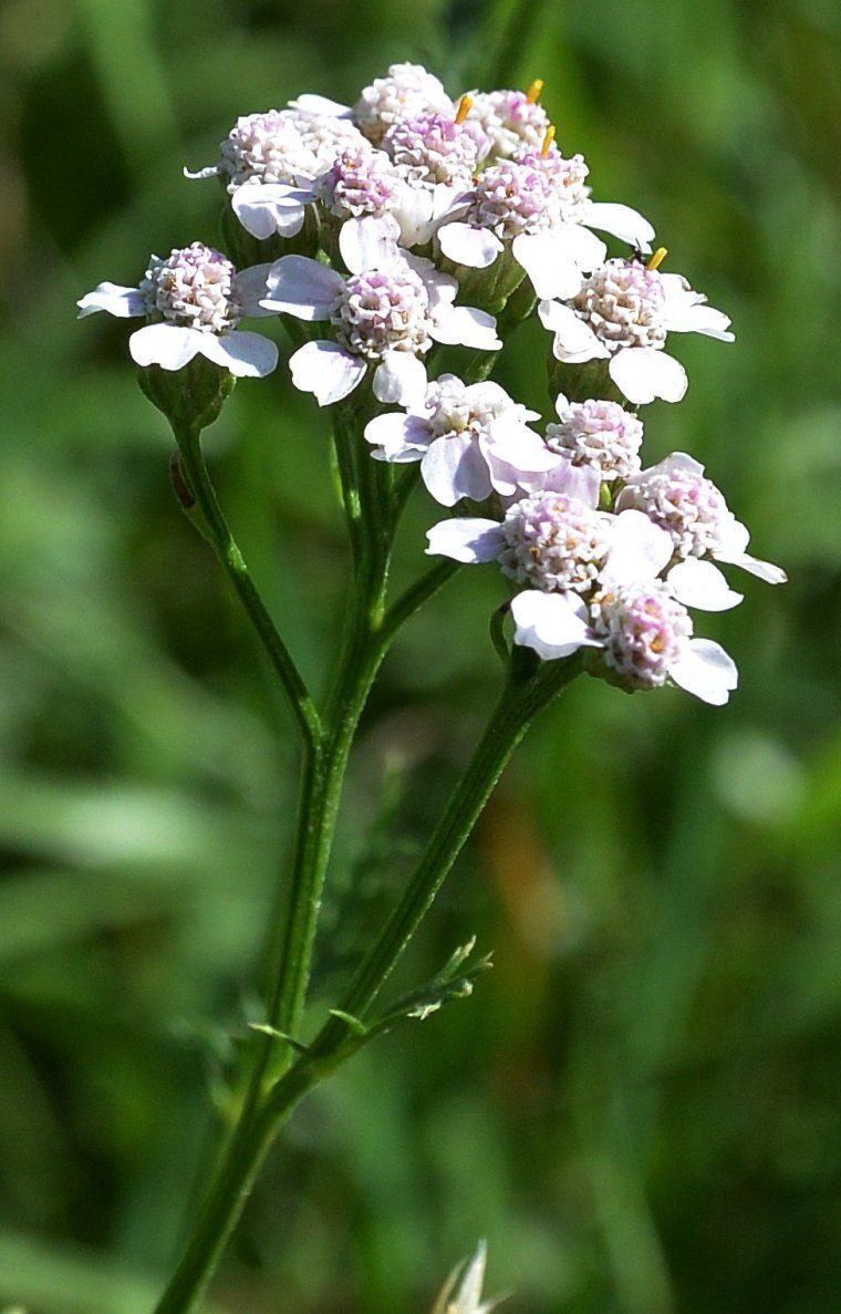 Aquilea roseoalba