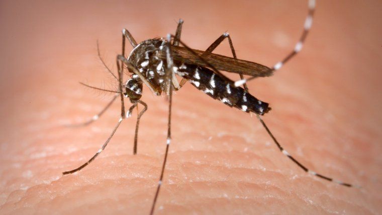 El virus del Nilo Occidental, la nueva amenaza para la sociedad