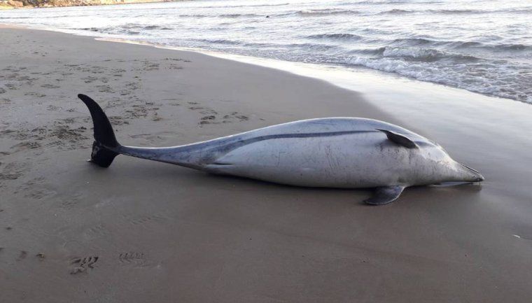 Imatge del dofí aparegut a la platja de Salou