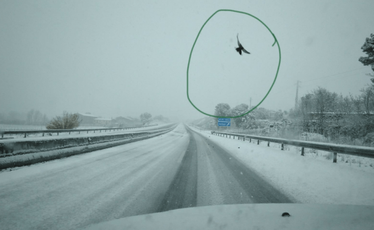 Imatge d'un ocell a la carretera