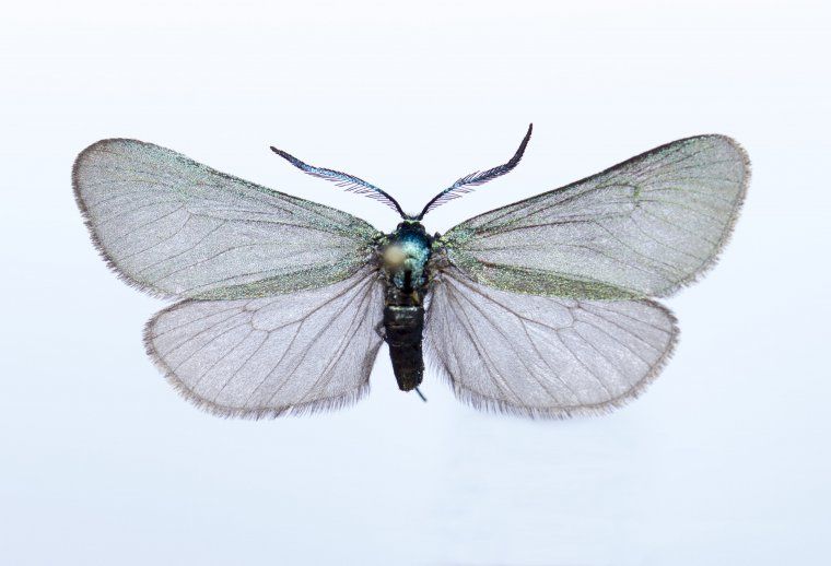 Jordanita budensis