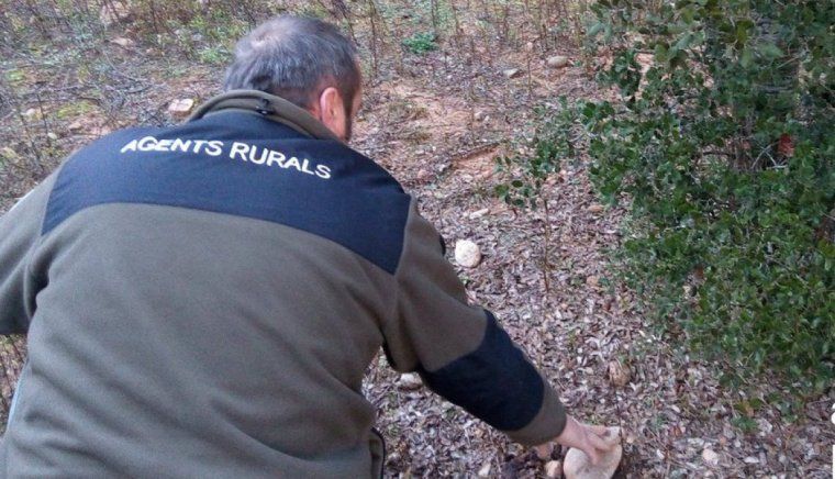 Un agent rural durant una inspecció en una zona tofonera
