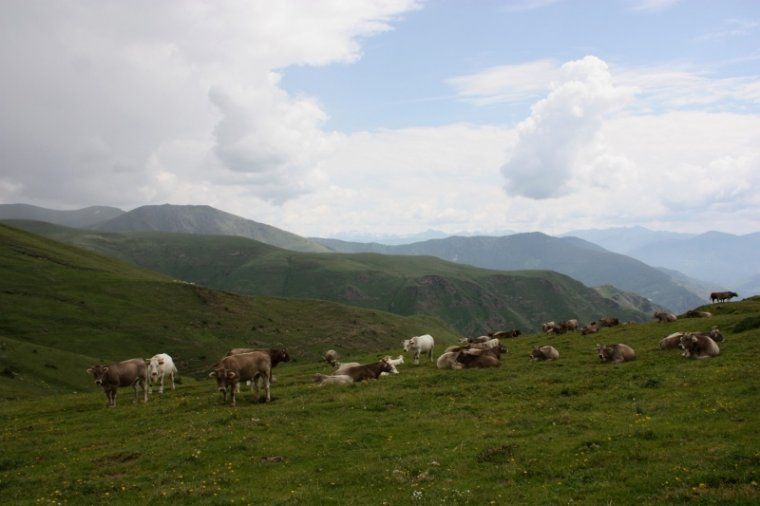 Un ramat de vaques a la muntanya